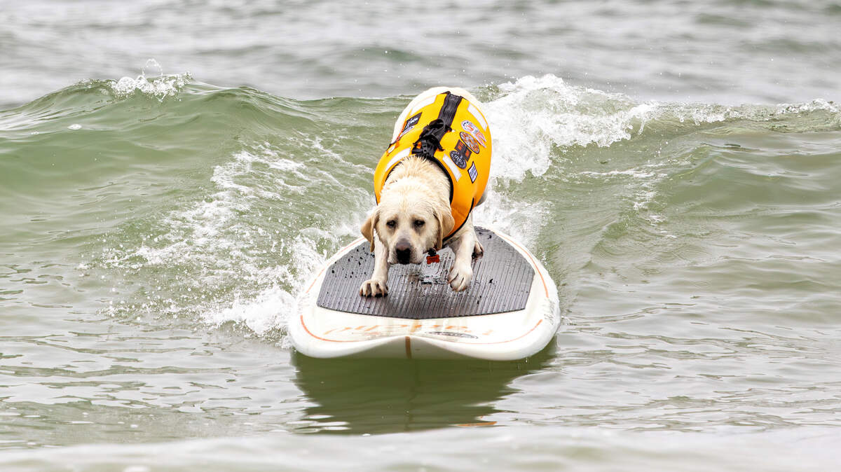 Dogs catch waves at Pismo Beach CA surf competition | San Luis